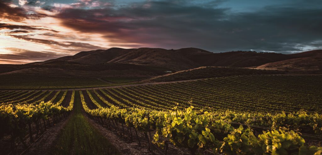 vineyardatsunset